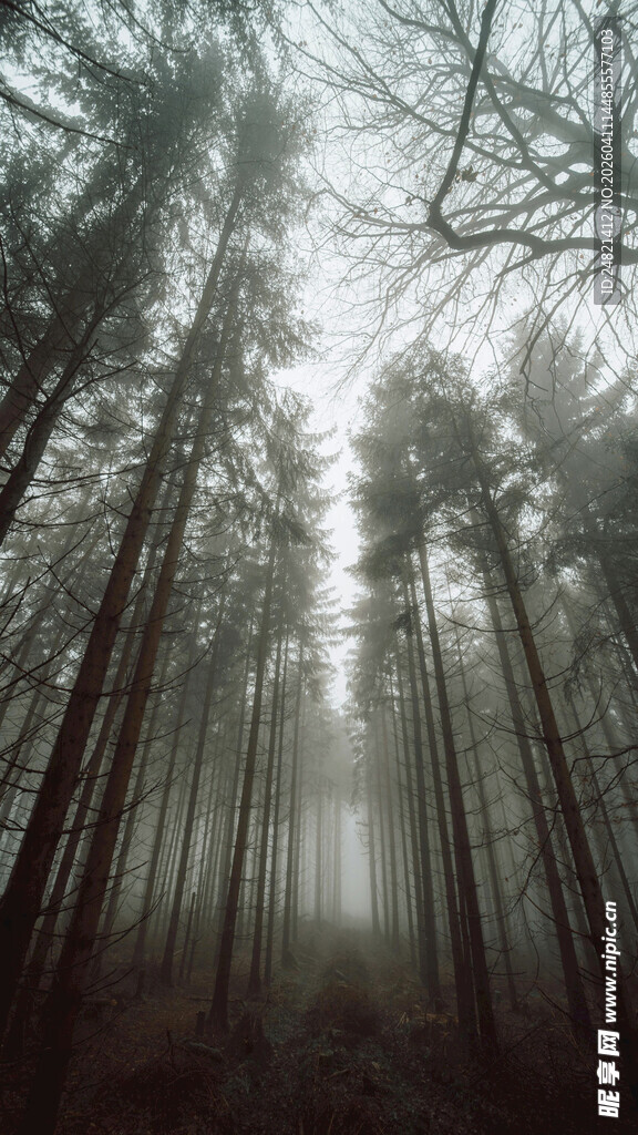 迷雾森林中的高大树木