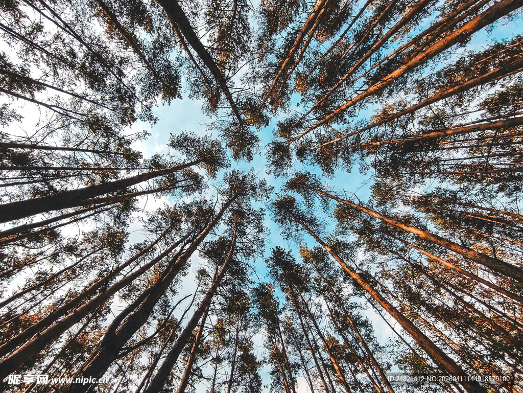 森林树木仰视抽象艺术图景