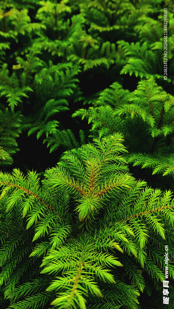 茂密蕨类植物的绿意景象