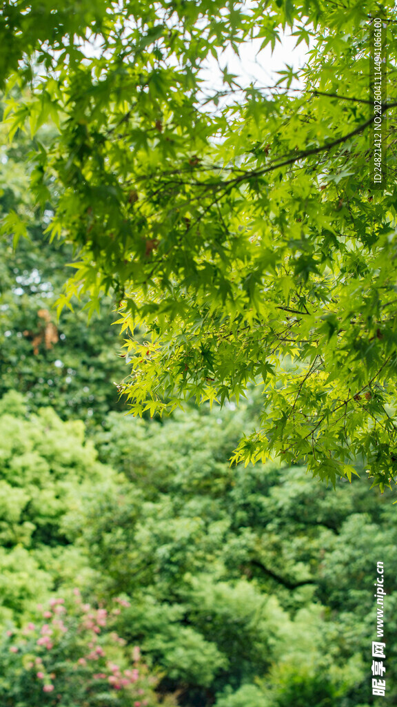繁茂绿树展现自然生机
