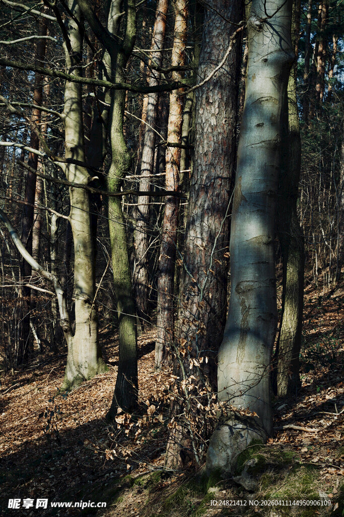 秋日森林光影斑驳景象