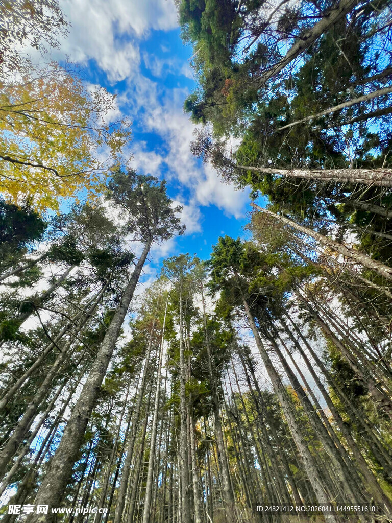 仰望茂密森林中的蓝天