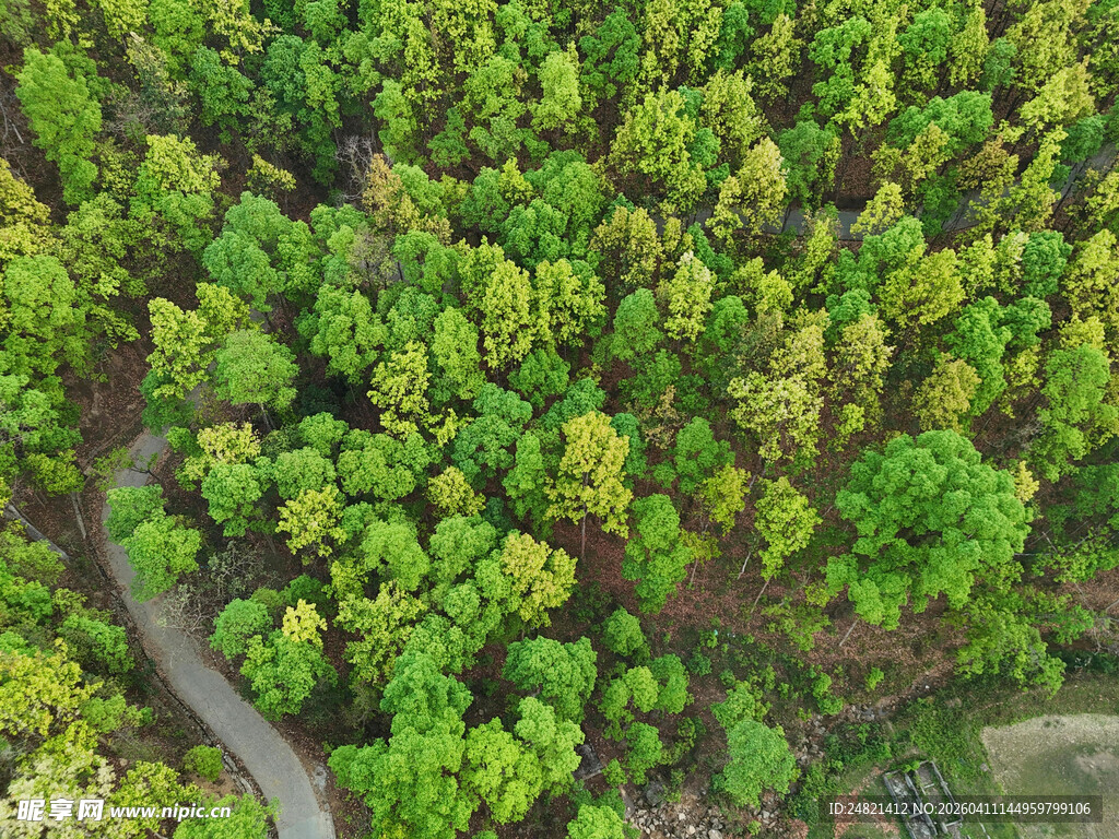 俯瞰葱郁森林中的蜿蜒小路