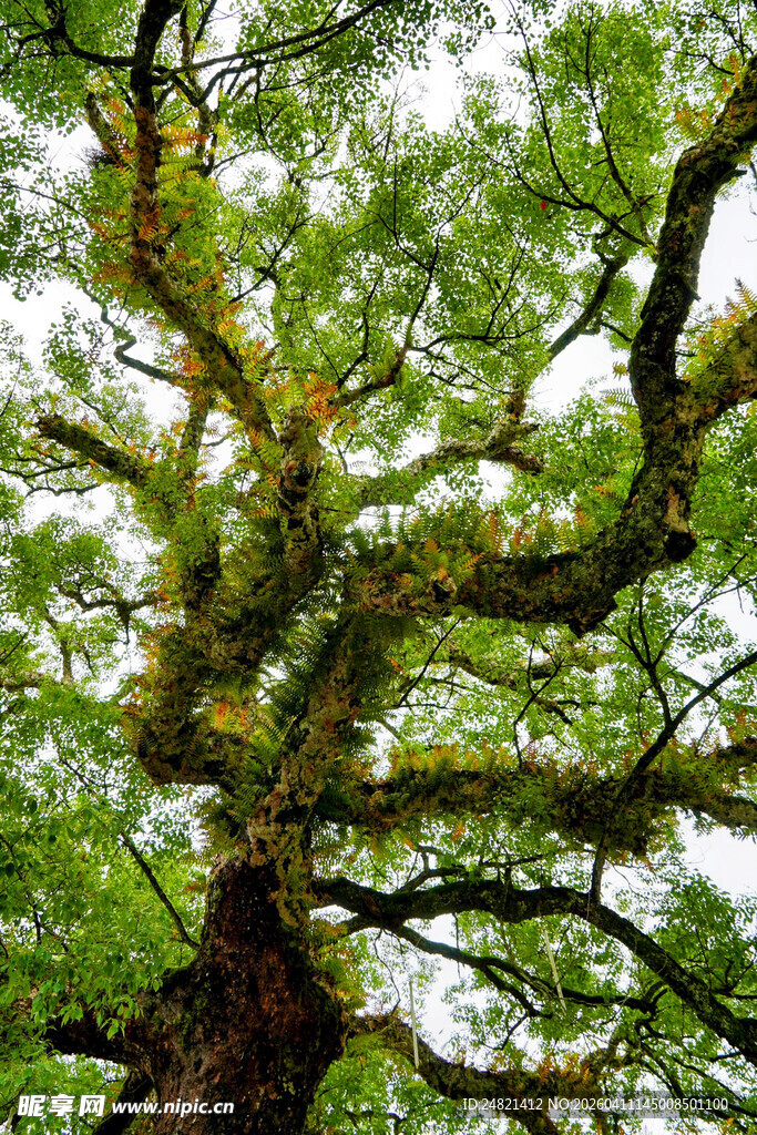繁茂大树展现自然生命力