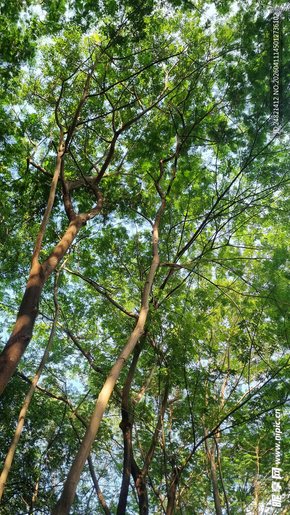 茂密树林中的葱郁树冠