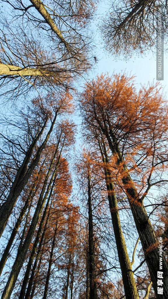 仰视金黄树林壮观景象