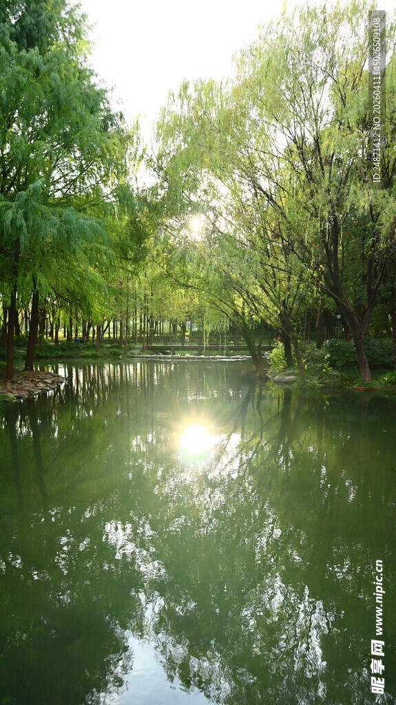 宁静河畔绿意盎然的风光