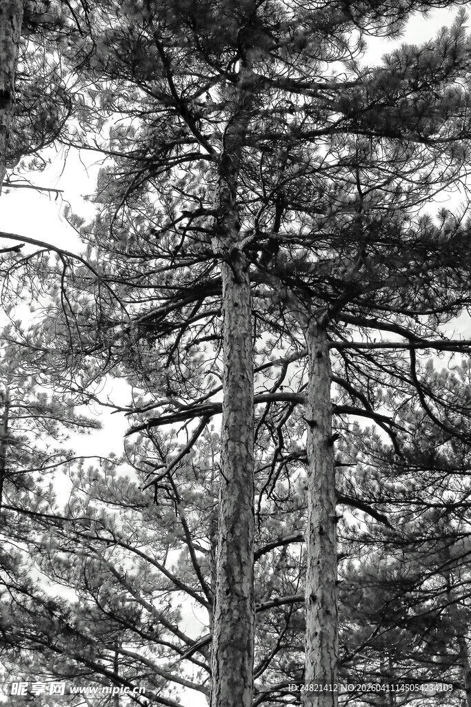 黑白森林中的高耸树木