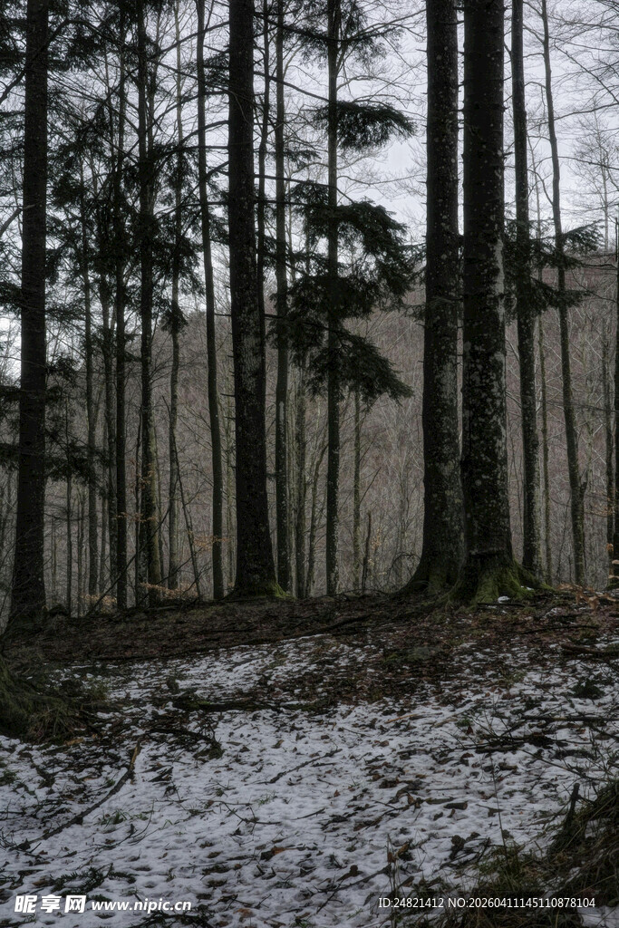 雪覆林间景象