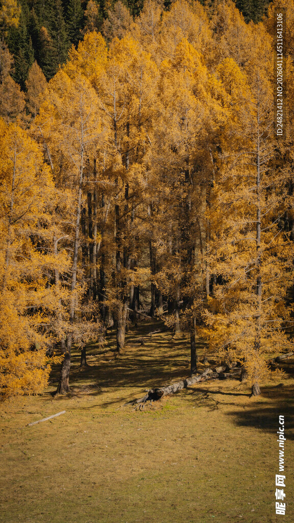 秋日金黄树林中的开阔草地