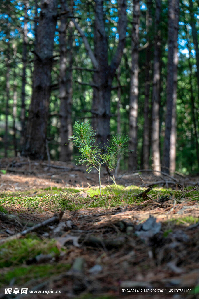森林中的光影与绿意