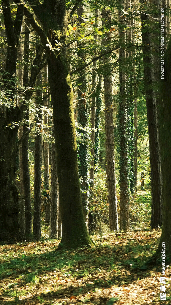 秋日森林光影美景