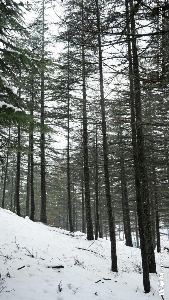 冬日雪覆松林景象