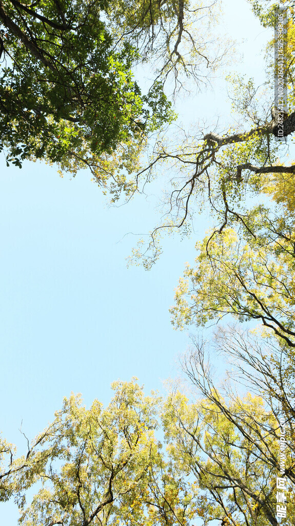 仰望蓝天与繁茂树木