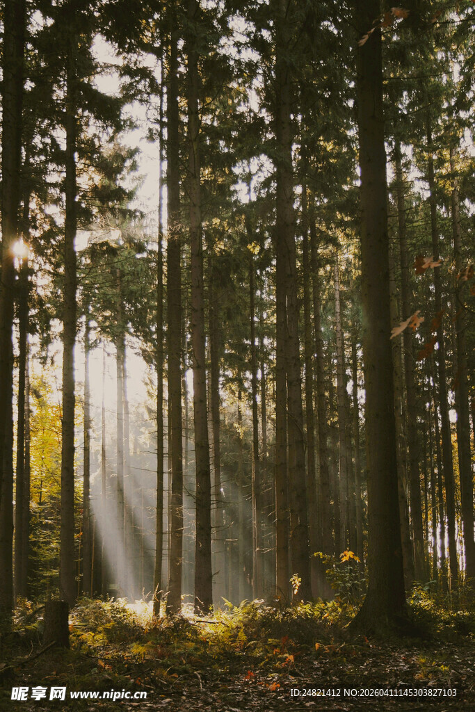 阳光穿透森林的静谧景象