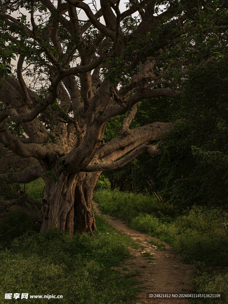 古老大树旁的幽静小径