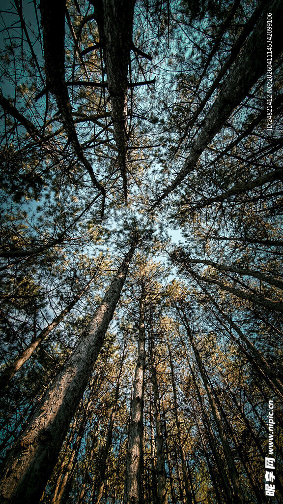 仰视森林树木壮观景象