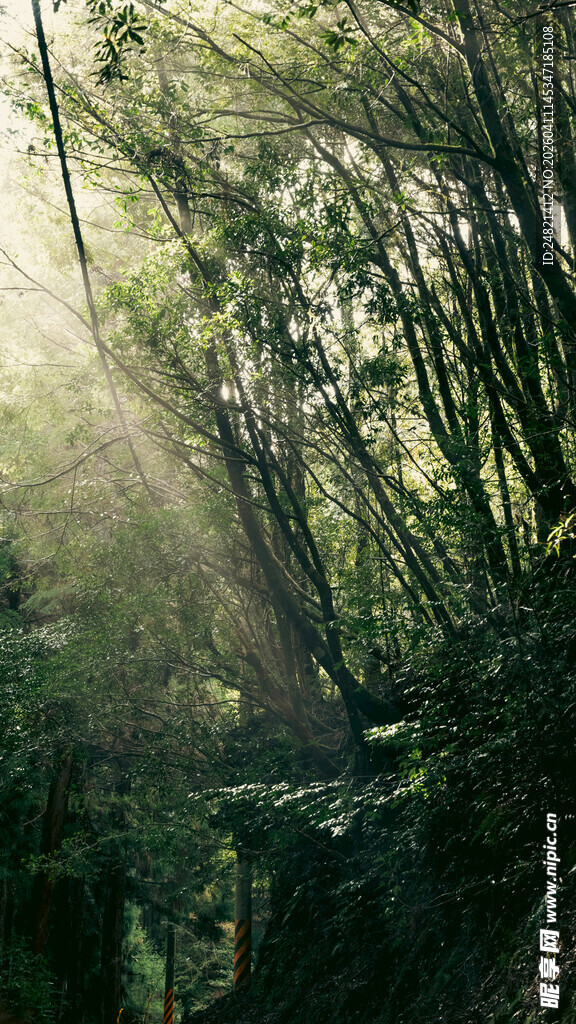 阳光洒落的静谧竹林