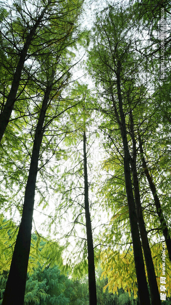 林间绿意盎然的挺拔树木