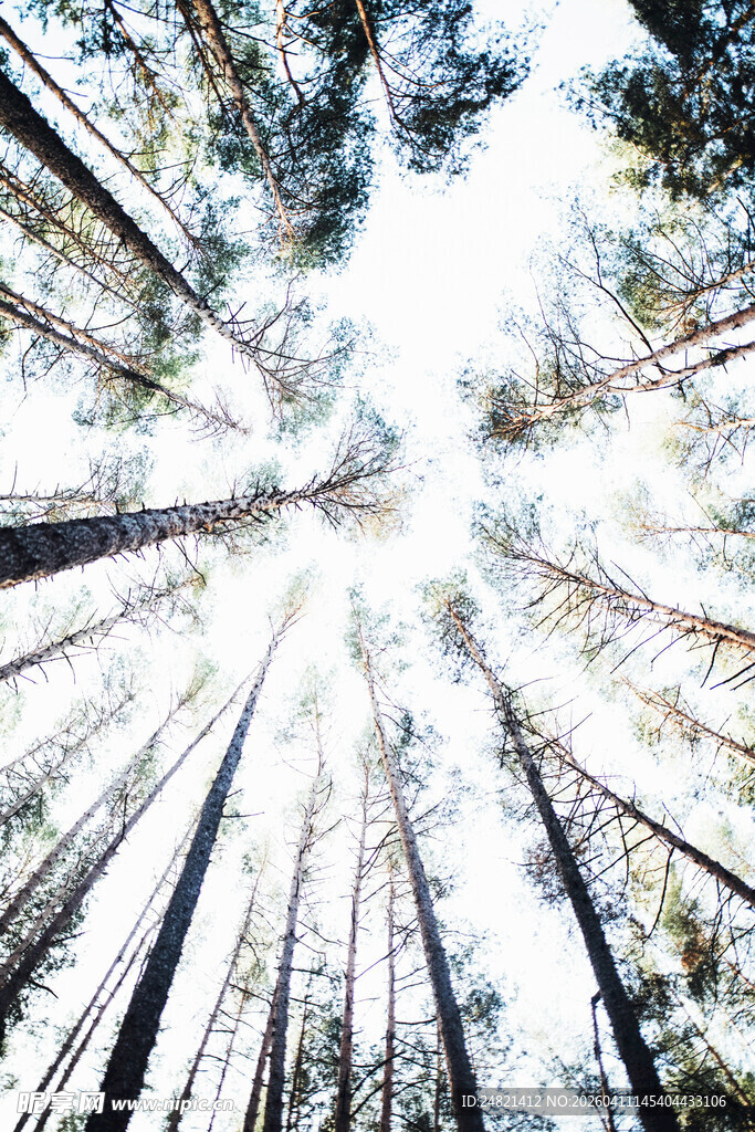 仰望森林中的高耸树木