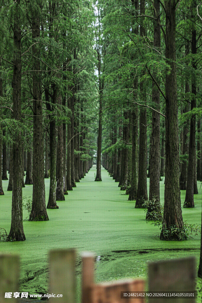 林间绿意盎然的静谧树道