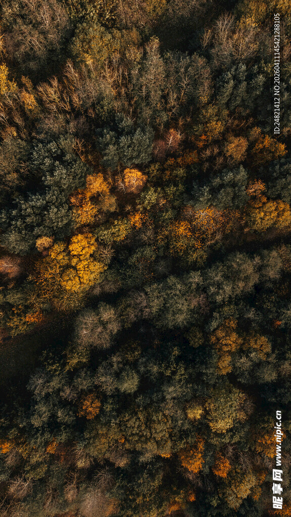 秋日森林俯瞰美景