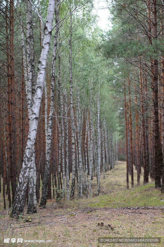 林间桦树与松