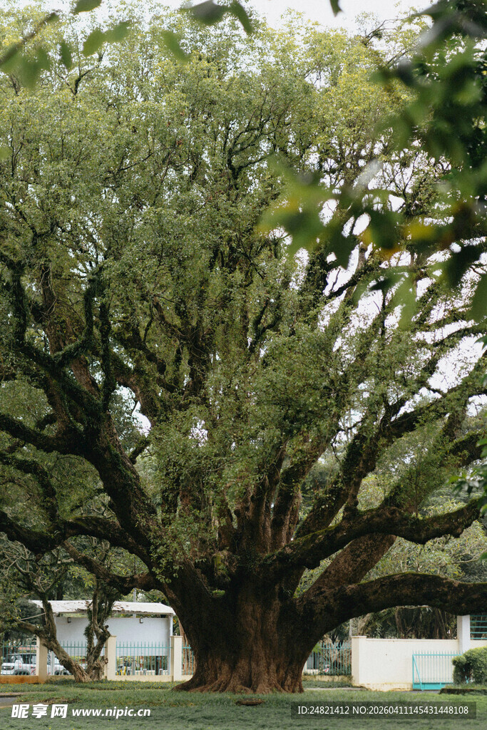 古老繁茂的参天大树