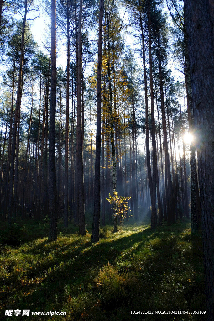 阳光洒落的静谧森林