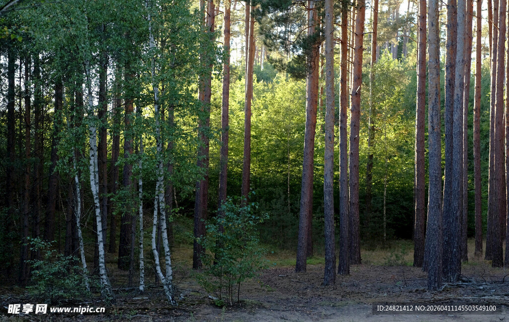 森林中的静谧树木景观