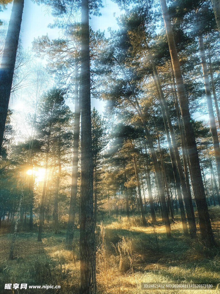 阳光洒落的静谧森林