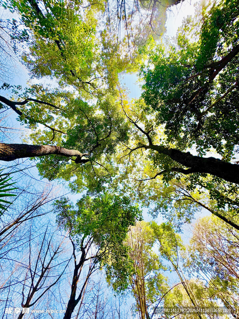 仰望森林树冠的明媚景致