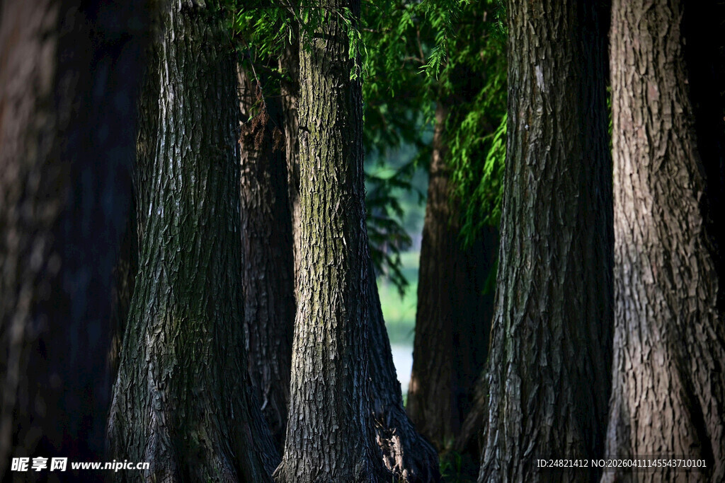 茂密林间的高大树木