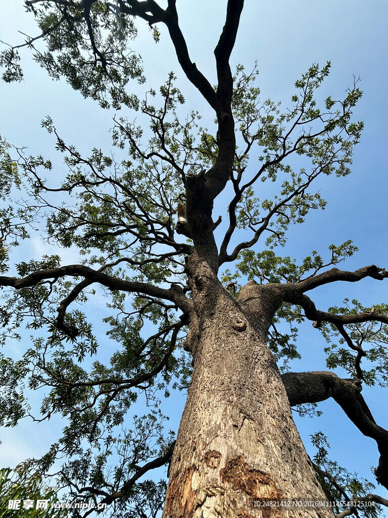 仰望粗壮挺拔的参天大树