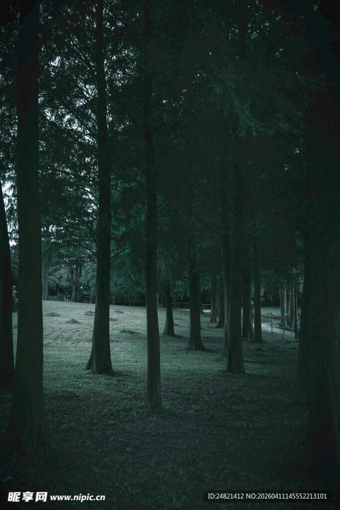 静谧幽暗的森林景象