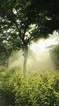 晨雾中的树林与繁茂植被
