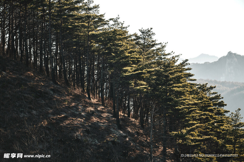 山林间挺拔的松树林景