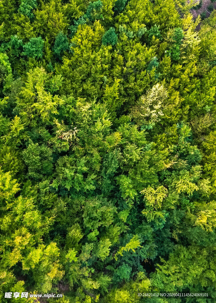 俯瞰翠绿繁茂的森林景观