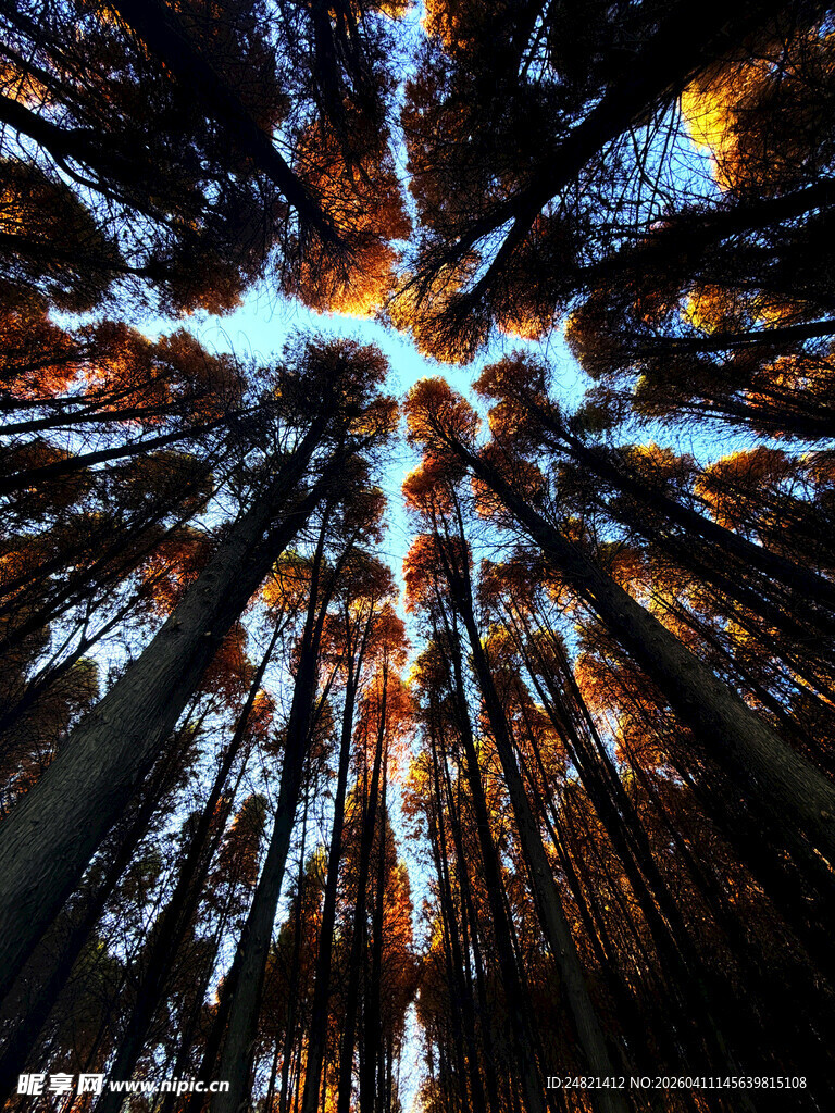 炫彩放射状抽象艺术图案