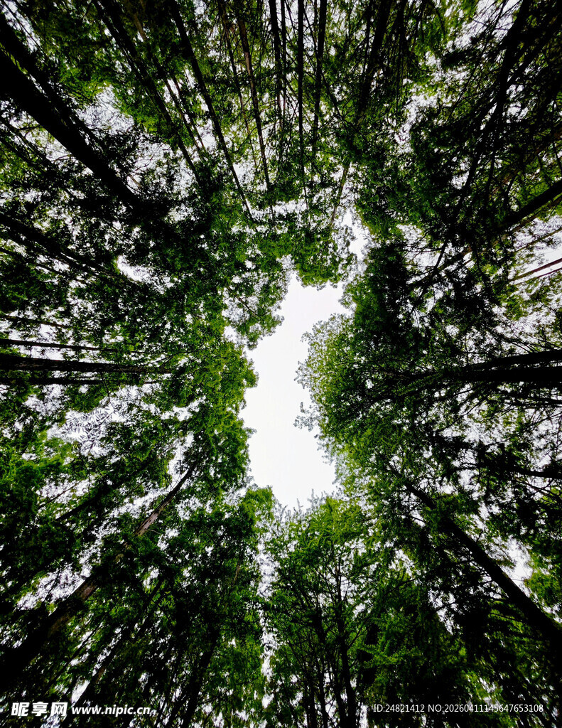 仰视茂密森林树冠景象