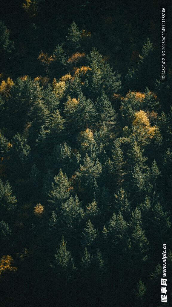 秋日森林俯瞰美景