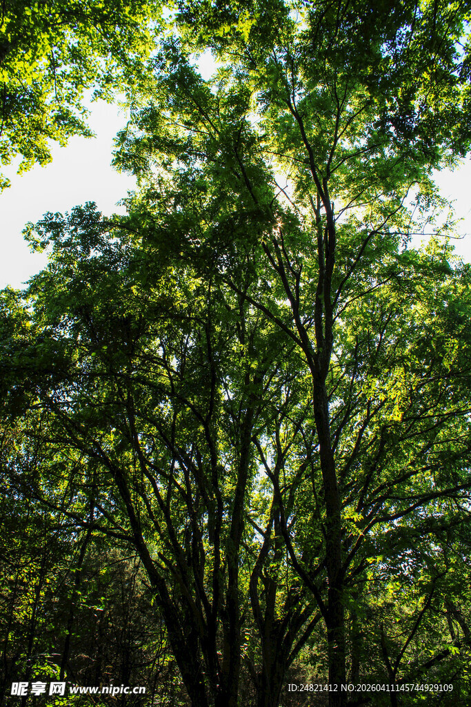 茂密树林中的繁茂枝叶