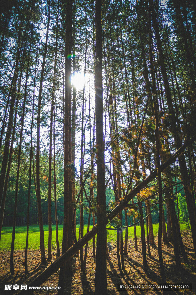 阳光穿透林间的静谧美景