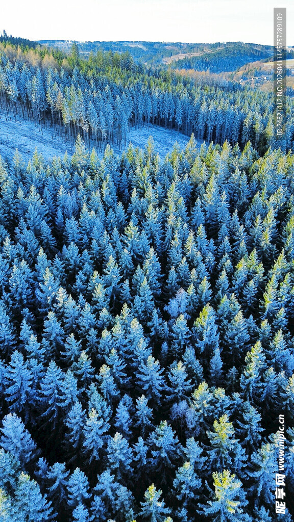 冬日林海雪景