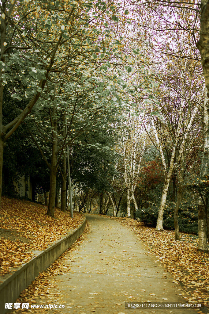 秋日林荫道