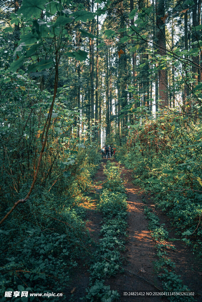 森林中的静谧小径