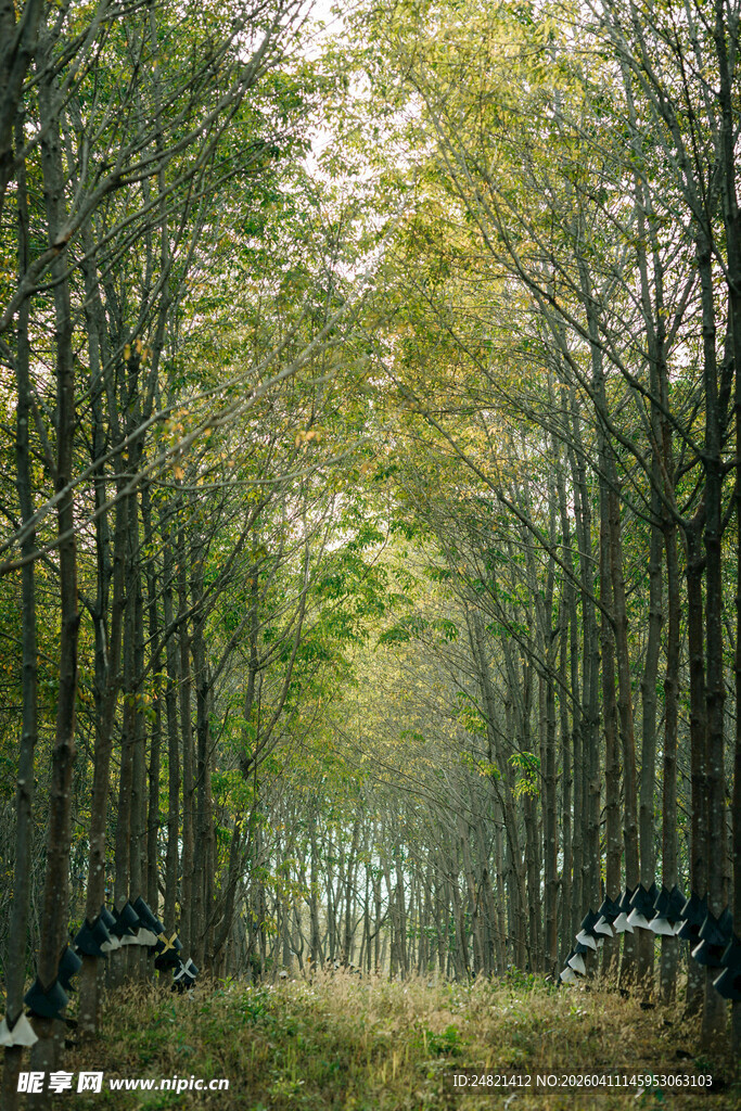 秋日静谧的林间景象