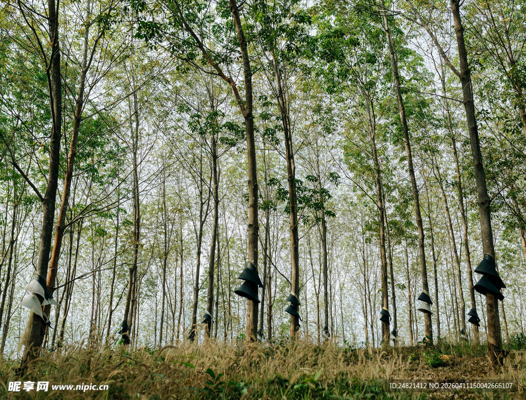 林间工人在茂密树林中劳作