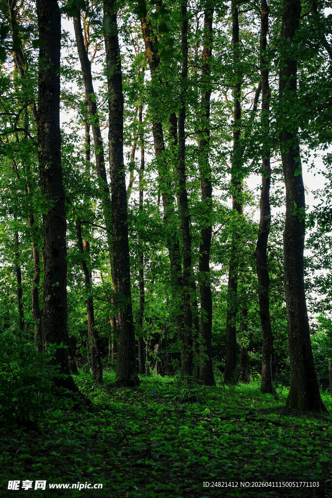 茂密森林绿意盎然的景致