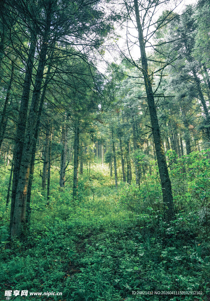 静谧森林绿意盎然